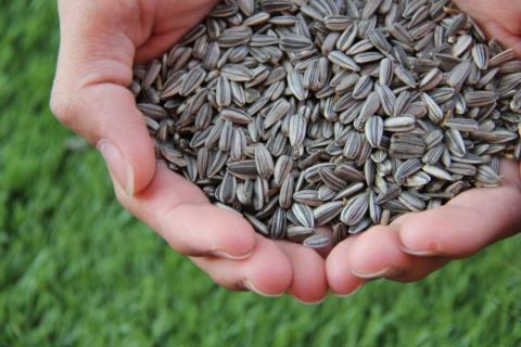 hand holding sunflower seeds