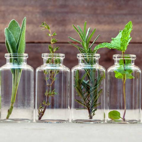 Image of herbs in glass jars
