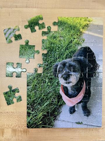 puzzle with a picture of a black dog with an orange scarf on pavement next to green grass