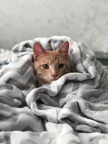 Image shows a cat wrapped in a blanket.