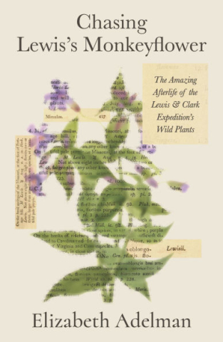 The cream-colored cover of Betty Adelman's book "Chasing Lewis's Monkeyflower: The Amazing Afterlife of the Lewis and Clark Expedition's Wild Plants" featuring a print of a monkeyflower that appears to have bled through the page revealing fragments of text from a journal entry.