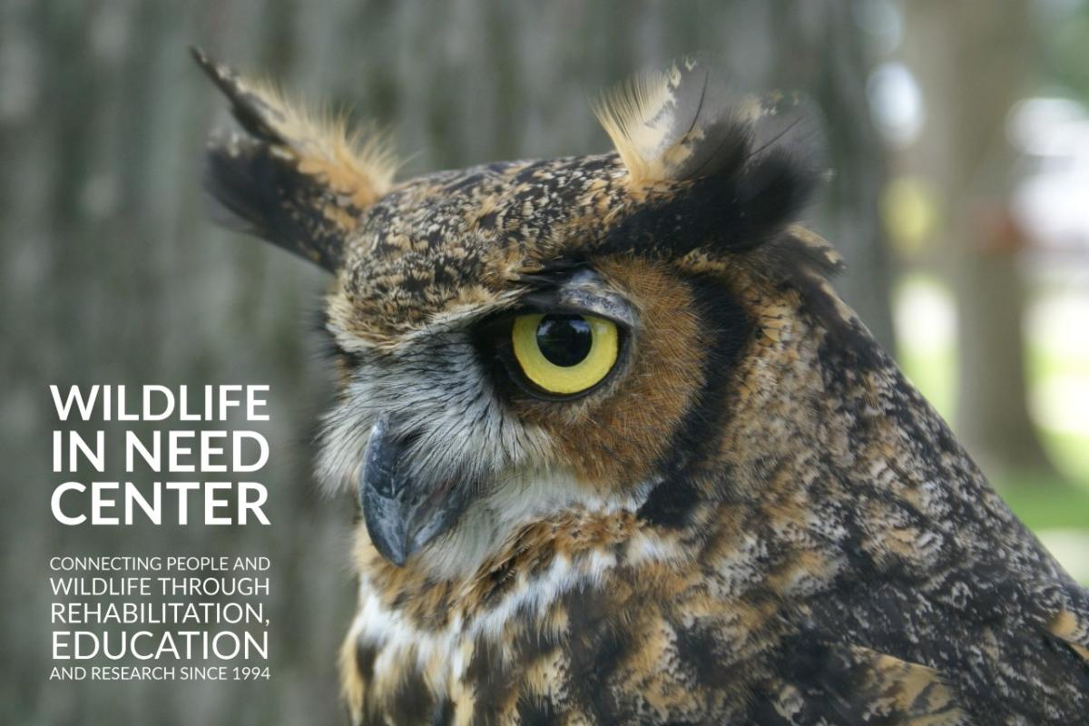 Owl wildlife in need center