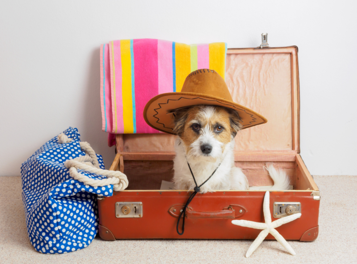 Image of cute dog with hat sitting in suitcase