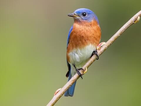 Picture of bird perched on branch