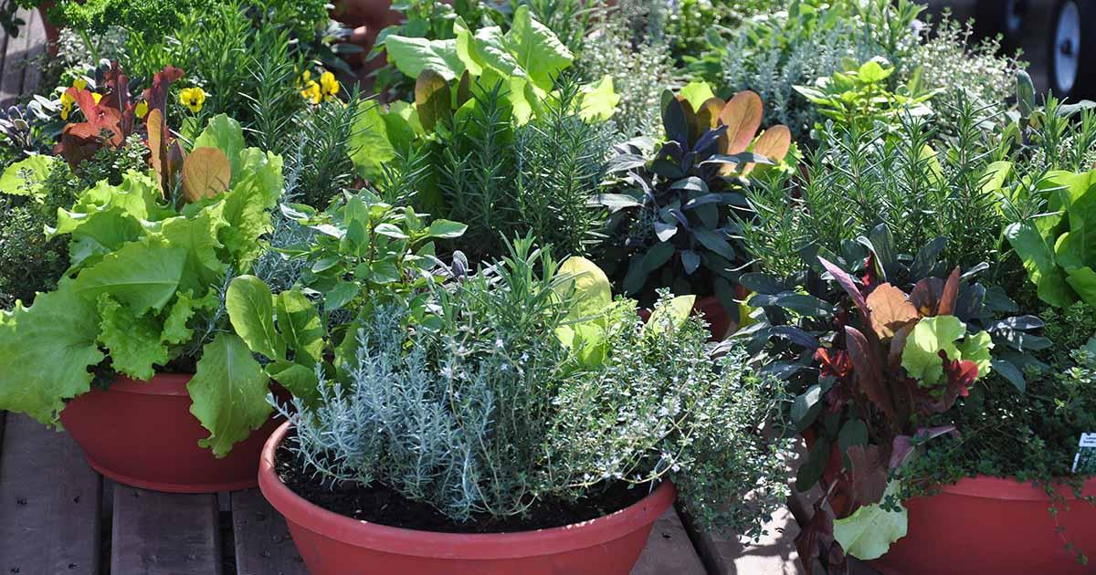 Image of plants growing in pots