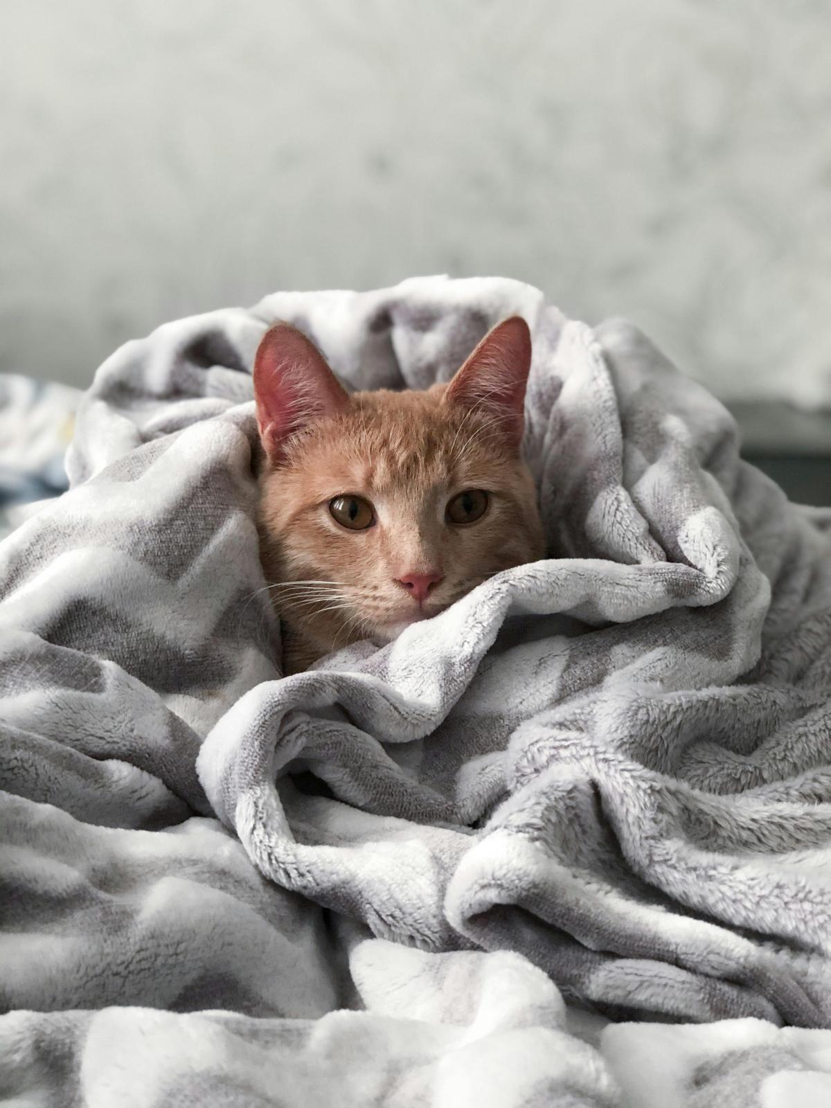 Orange cat snuggled into a blanket.